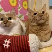 ちゃちゃまるの画像