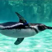 ペンギン
