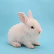 ななの画像