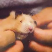Matsu