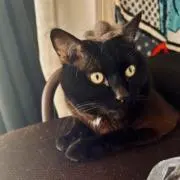 ねこちゃん-の画像