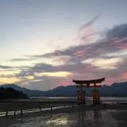 ピピの画像