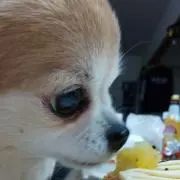Kiku Lightの画像