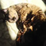 タ ケ ダ