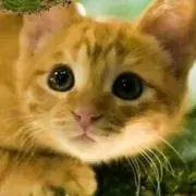 ももっもも