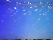 いむたの画像