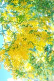 yellowbird4444