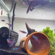 Tの画像