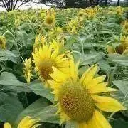 ひまわりの画像