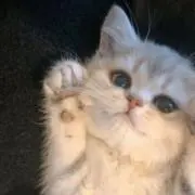 ♬の画像