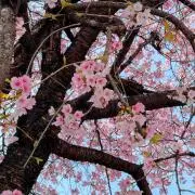 じゃす