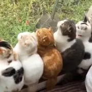 蘭の画像