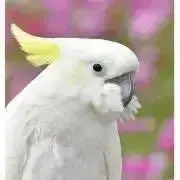 HACHIの画像