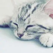 あんころ