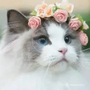 ♡美華月♡