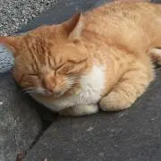 gotoの画像