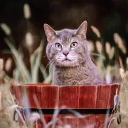 ヨコオの画像