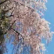 Ponnの画像