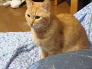 ノリの画像