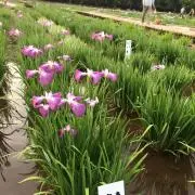 ごぼうちゃんの画像