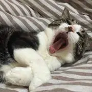 虎之助にゃん☆