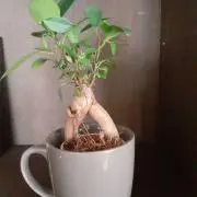 えび☆の画像