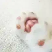 FUWANEKOの画像