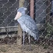 エヌの画像