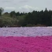 yumiの画像