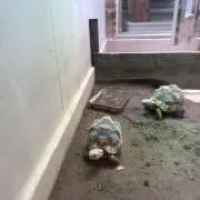 亀の画像