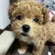 はる
