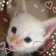 ティロ