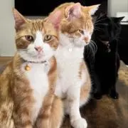 まろくろもかの画像