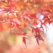 て-