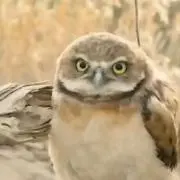 猛禽の画像