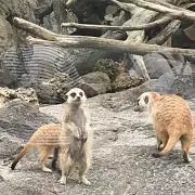 y,の画像