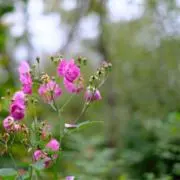 Lalalaの画像