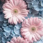 花咏の画像