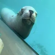 chiiの画像
