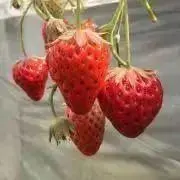 Asakoの画像