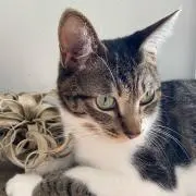 cat's-tail
