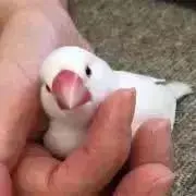 すしこの画像