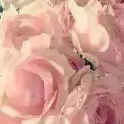 ♡♡♡ いいねは要りません