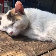 マルの画像