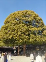 1130☆彡の画像