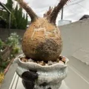 Satoの画像