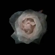 ✮の画像
