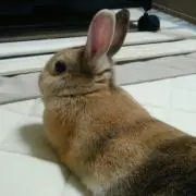 ゆうゆ
