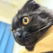 うた