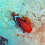 なつの画像